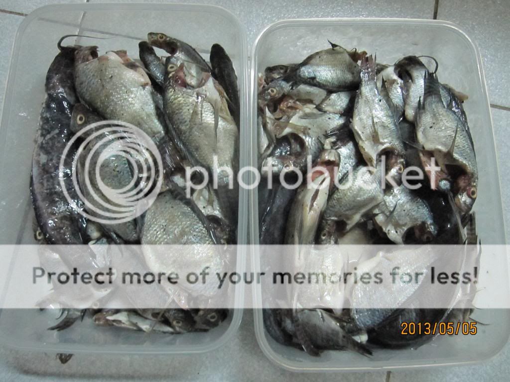 Manchester United fanclub - 1