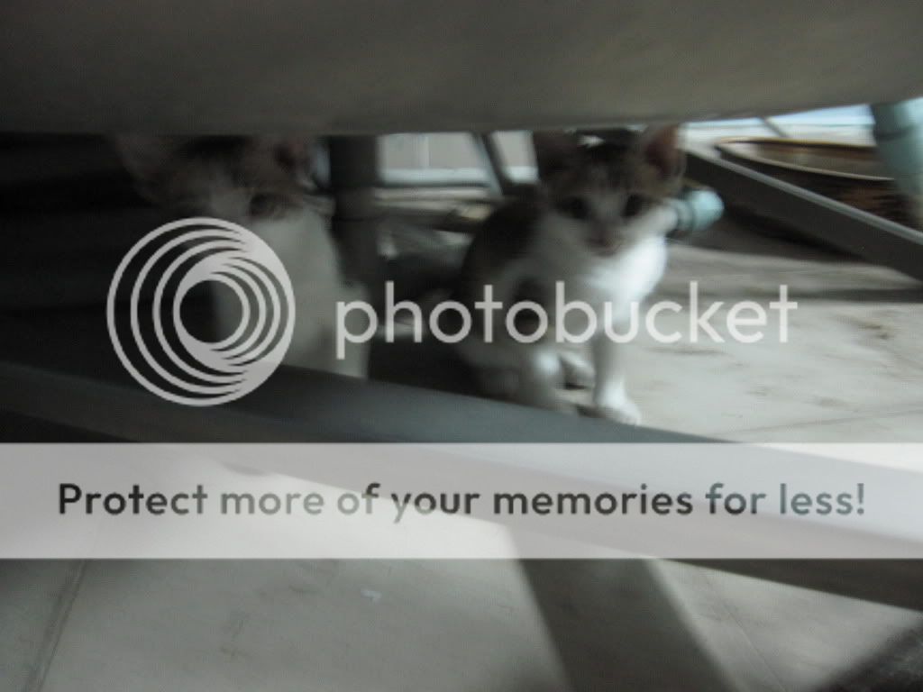 Ai iu mèo thì vào phụ mình với