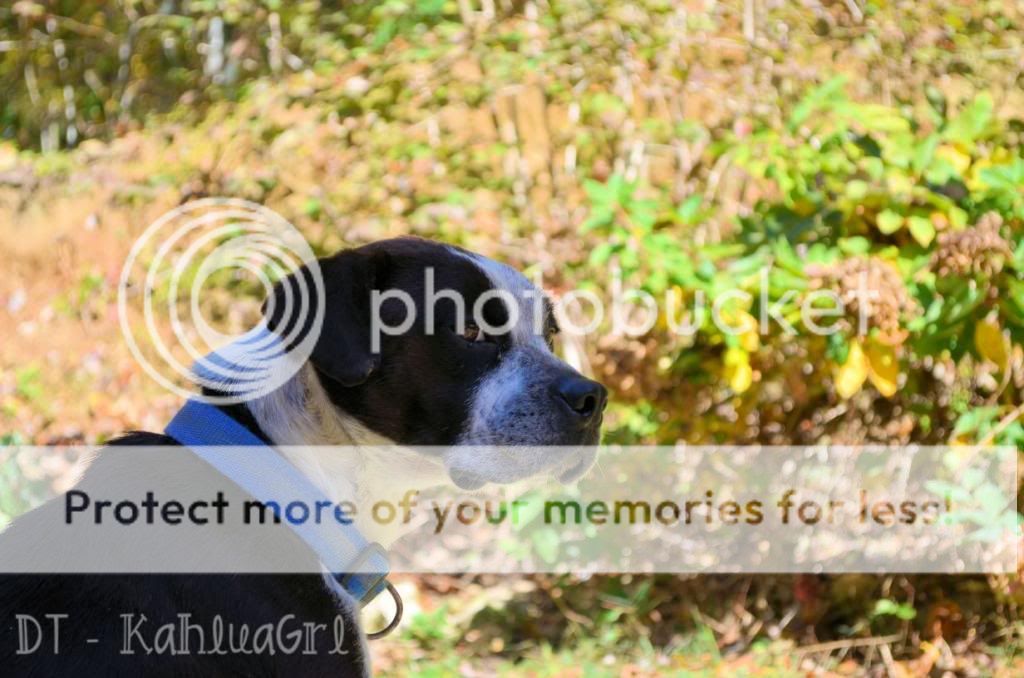 My Dog Eats But Is Not Gaining Weight My Dog Eats But Is Not Gaining Weight