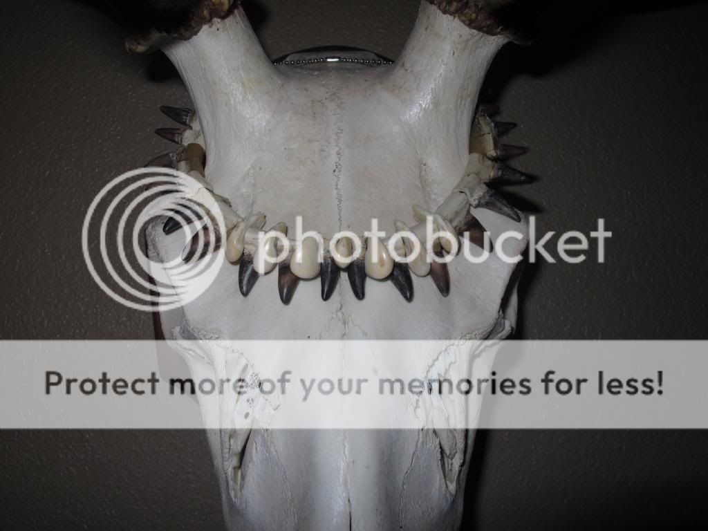 Homemade elk ivory projects