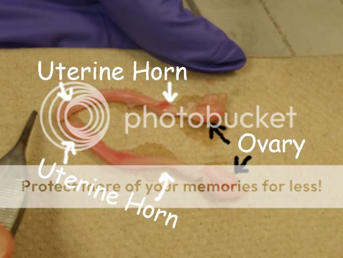 Reproductive System Yaay!! vettech_skwerl — LiveJournal